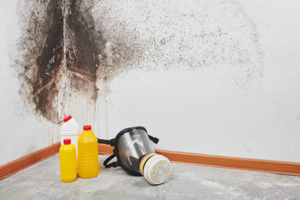 Best White Mold Remediation in Dland, MI