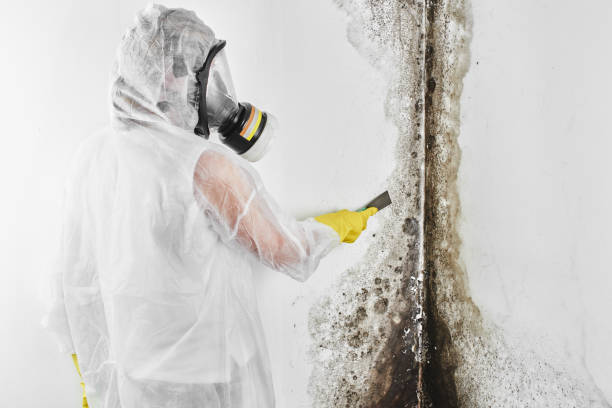 Best Black Mold Remediation in Dland, MI