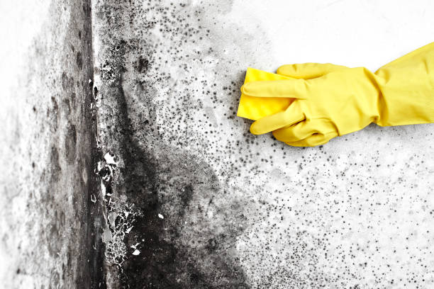 Best Preventive Mold Services in Dland, MI
