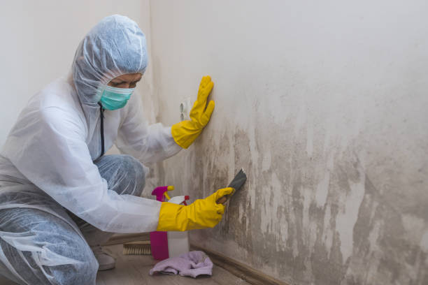 Best Attic Mold Remediation in Dland, MI