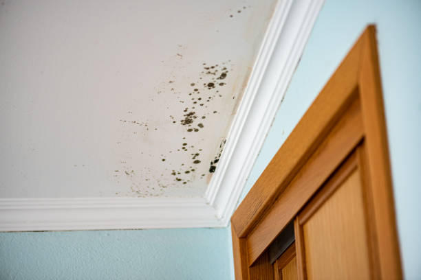 Best DIY Mold Remediation Support Services in Dland, MI
