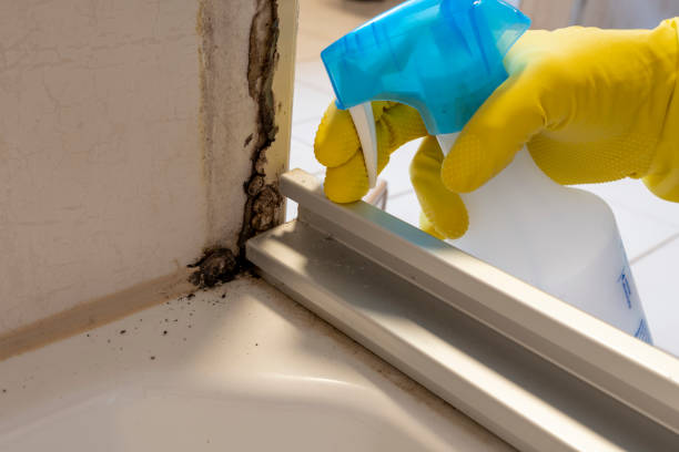 Best Residential Mold Remediation in Dland, MI