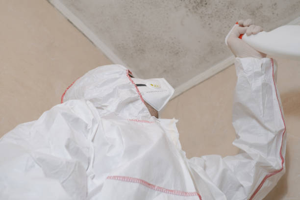 Best Insurance-Related Mold Remediation in Dland, MI