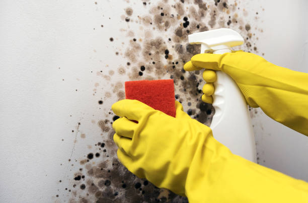 Best Commercial Mold Remediation in Dland, MI