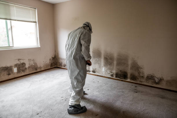 Best Mold Remediation for Schools in Dland, MI