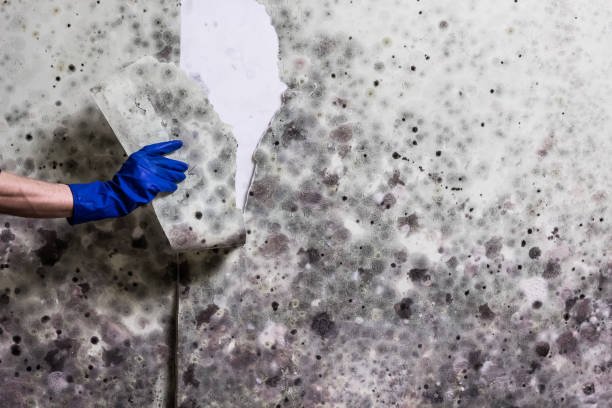 Best Kitchen Mold Remediation in Dland, MI